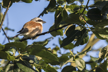Neuntöter (Lanius collurio)