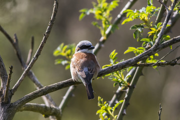 Neuntöter (Lanius collurio)