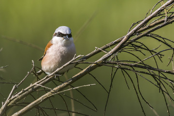 Neuntöter (Lanius collurio)