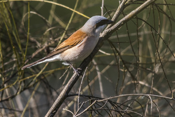 Neuntöter (Lanius collurio)