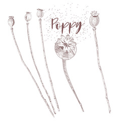 Poppy heads and lettering isolated on white background. Poppy heads hand drawn sketch.