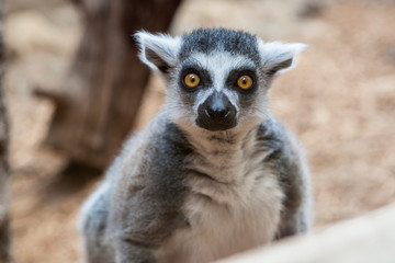 Fototapeta premium Closeup of a ring tailed captive lemur in a family zoo