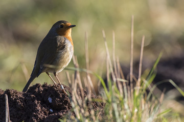Rotkehlchen (Erithacus rubicula)