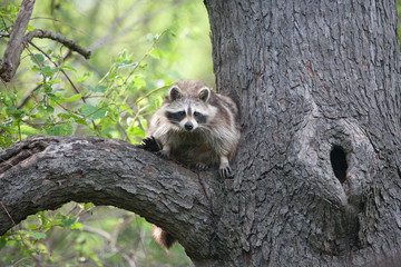 Raccoon in a Tree - Ojibway Nature Preserve - Windsor, Ontario - 2017-05-17