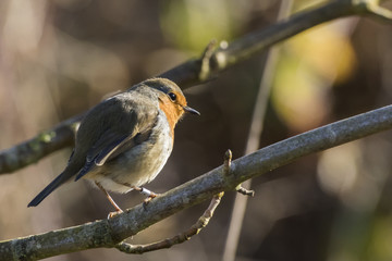 Rotkehlchen (Erithacus rubicula)