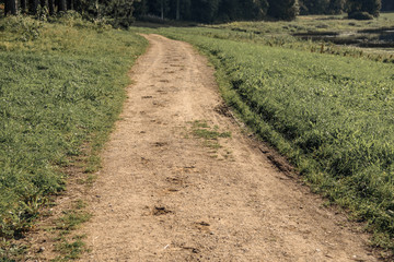 Obraz premium Traces of horseshoes on the sandy dirt road in the woods