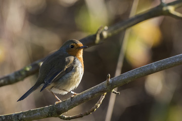Rotkehlchen (Erithacus rubicula)