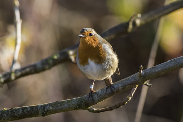 Rotkehlchen (Erithacus rubicula)