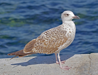 Marine gull on rest