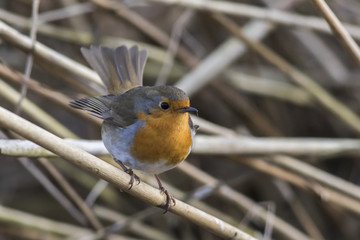 Rotkehlchen (Erithacus rubicula)