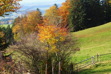 Wanderweg am Auerberg, Viehweide, Viehgatter, Panoramblick mit prächtigem Herbstlaub, Allgäu