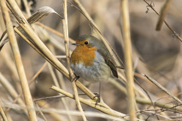 Rotkehlchen (Erithacus rubicula)