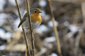 Rotkehlchen (Erithacus rubicula)