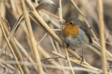 Rotkehlchen (Erithacus rubicula)