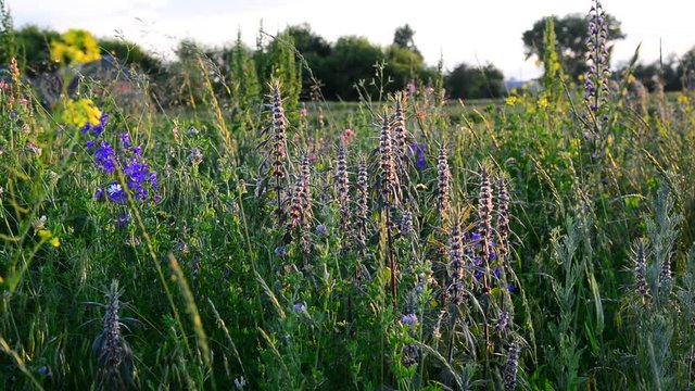Leonurus cardiaca and other flowers and grass on meadow in Russia