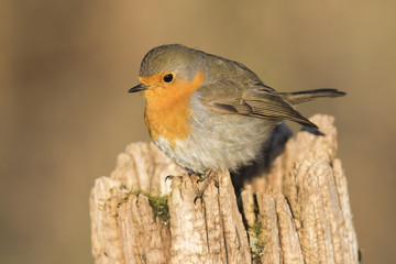 Rotkehlchen (Erithacus rubicula)