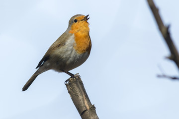 Rotkehlchen (Erithacus rubicula)