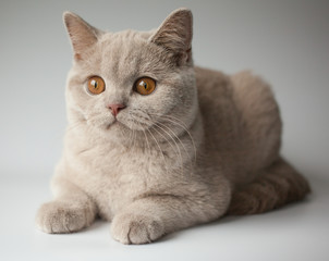 British short hair kitten, fawn color cat, portrait, whit grey background, indoor.