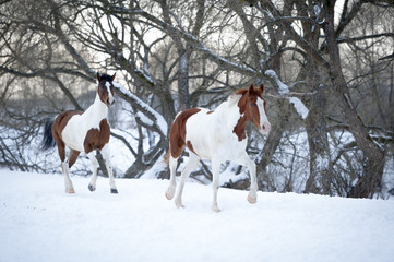 Two paint horses playing on snow in cold winter