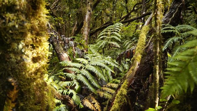 The unique relic laurel wood in which dinosaurs lived