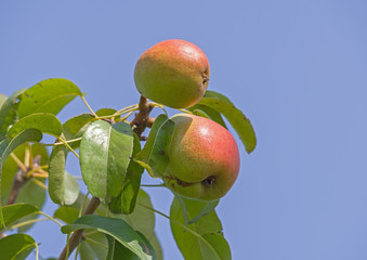 Branch with ripe juicy pears