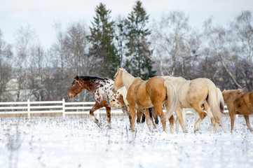Fototapeta na wymiar Herd of horses running through a snowy field gallop