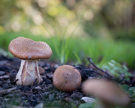 Svampe mushrooms green gr&oslash;n background baggrund