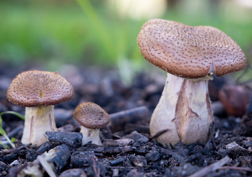 Svampe mushrooms green gr&oslash;n background baggrund