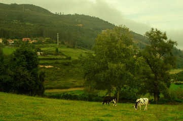 Fototapeta premium Landscape, field with cows in Asturias, Spain.