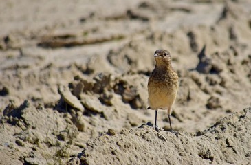 sparrow