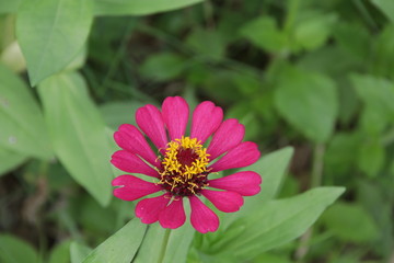 Obraz premium Red Zinnia Flower