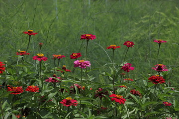 Red Zinnia Flower