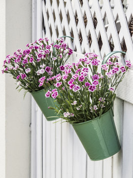 Dianthus chinensis) in pots are hanging on a wooden wall