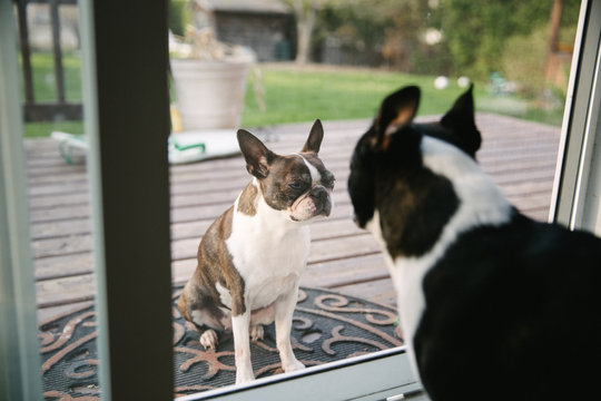 a boston terrier who wants in the house