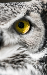 Horned Owls Eye