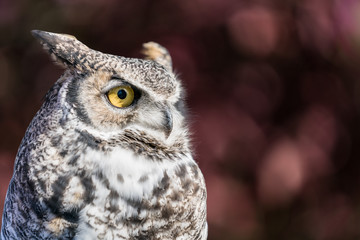 great horned owl