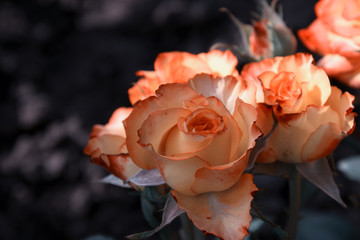 Rose, nice flowers