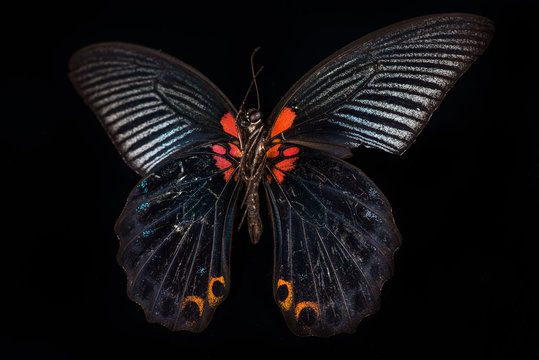 butterfly (Papilio memnon)