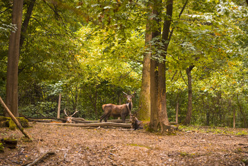 Red deer in its natural habitat