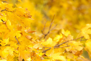Fototapeta na wymiar Golden maple leaves, autumn 