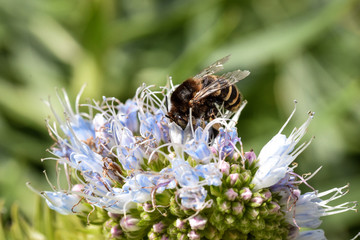  Banded bee collecting pollen from a purple blue Echium Candicans flower