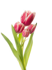beautiful flowers of a bouquet tulip