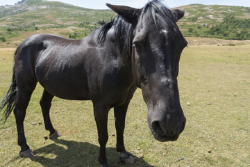 black horse standing on the pasture, photographed with wide angle lens