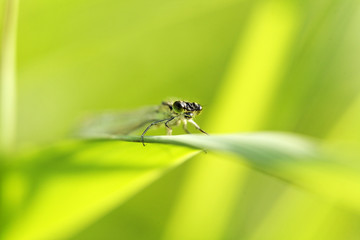 agrion