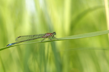 agrion
