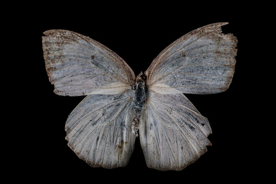 wehite butterfly (Catopsilia pyranthe)