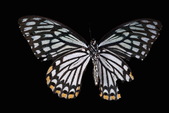 swallowtail butterfly (Chilasa clytia) on black