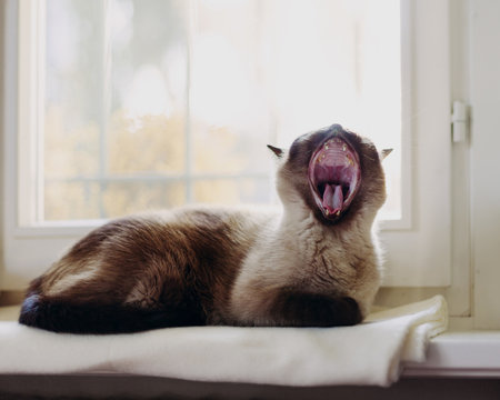 Cat yawns while laying on blanket on windowsill