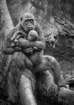 Western lowland gorilla mother and baby