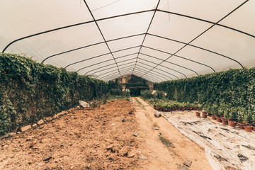 Plants in pots growing in a greenhouse